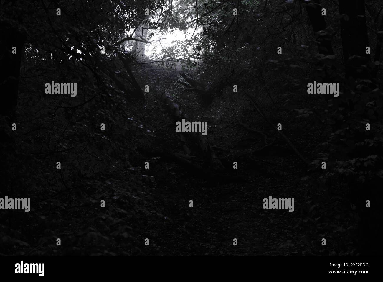 Bosco surrealistico, foresta Black Metal suggestiva, foresta oscura e spettrale, atmosfera horror, colori fantastici Foto Stock