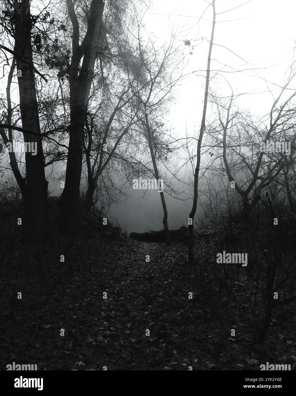 Fantastica foresta nebbiosa, suggestiva foresta Black Metal, foresta nebbiosa scuro spettrale, atmosfera horror Foto Stock