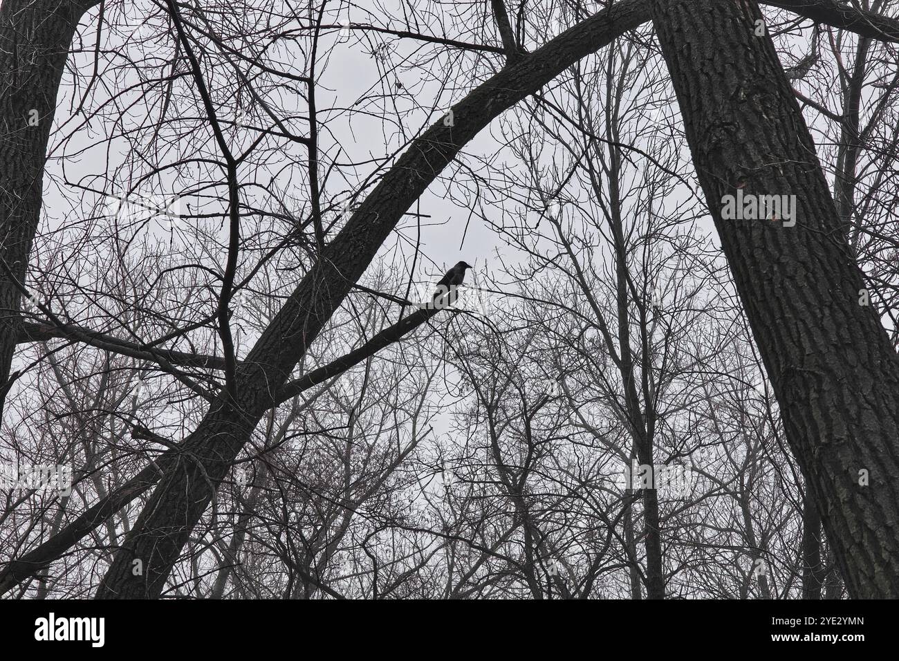 Uccelli solitari, boschi surrealistici, suggestiva foresta Black Metal, foresta oscura e spettrale, atmosfera horror, colori fantastici Foto Stock