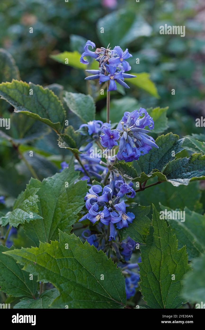 Primo piano di clematis tubolare, clematis heracleifolia fiori in fiore, pianta fiorita nella famiglia Buttercup Ranunculaceae. Ritaglio verticale. Foto Stock