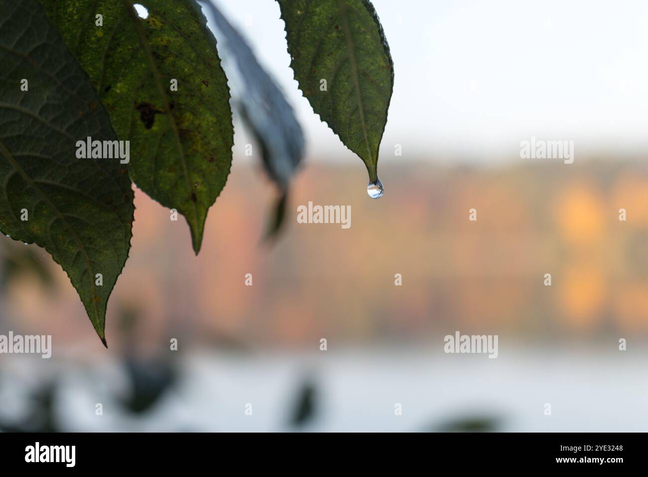 Primo piano di una goccia di rugiada appesa a una foglia verde, con i riflessi autunnali colorati dello Straussee sullo sfondo sfocato. Foto Stock