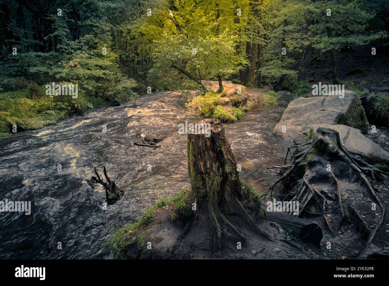 Cascate di Golitha. Il fiume Fowey scorre attraverso l'antico bosco di Draynes Wood sulla Bodmin Moor in Cornovaglia nel Regno Unito. Foto Stock