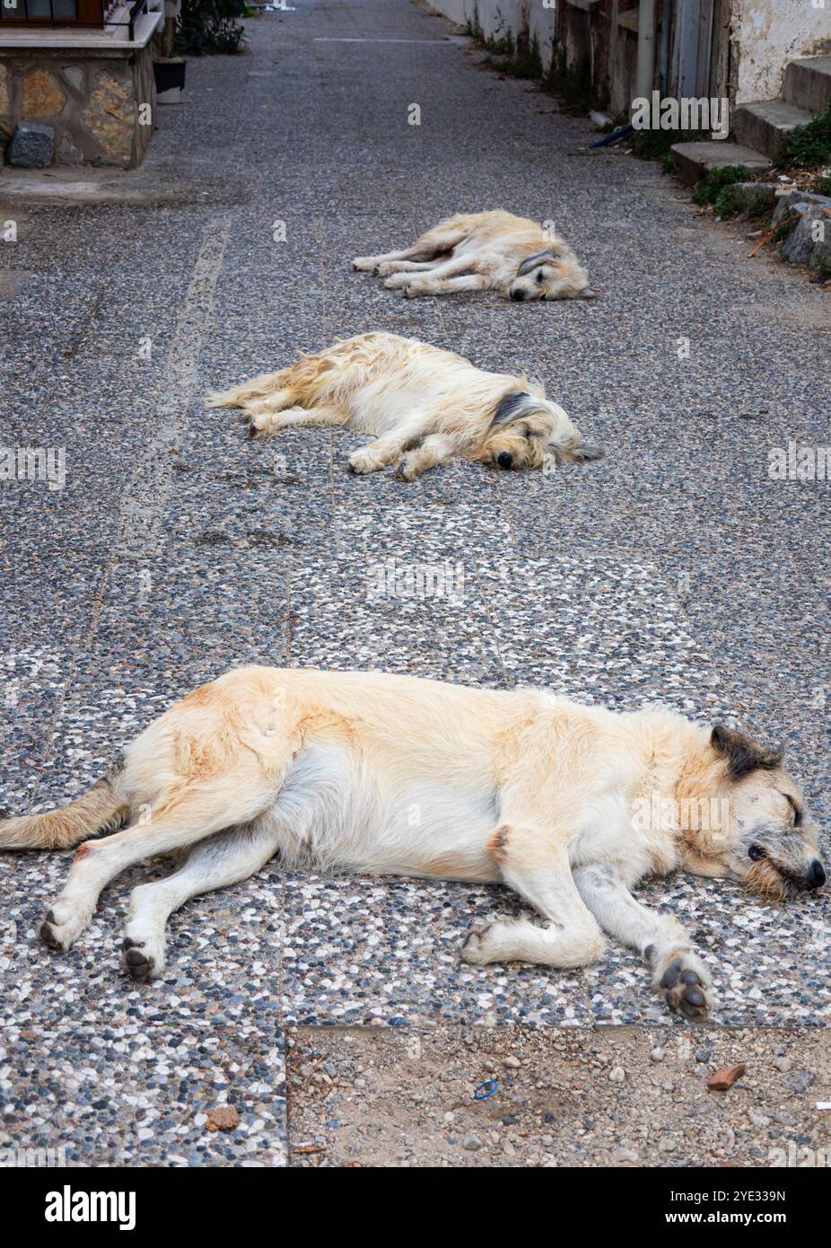 Tre cani urbani che dormono in Street Foca Turkey Foto Stock