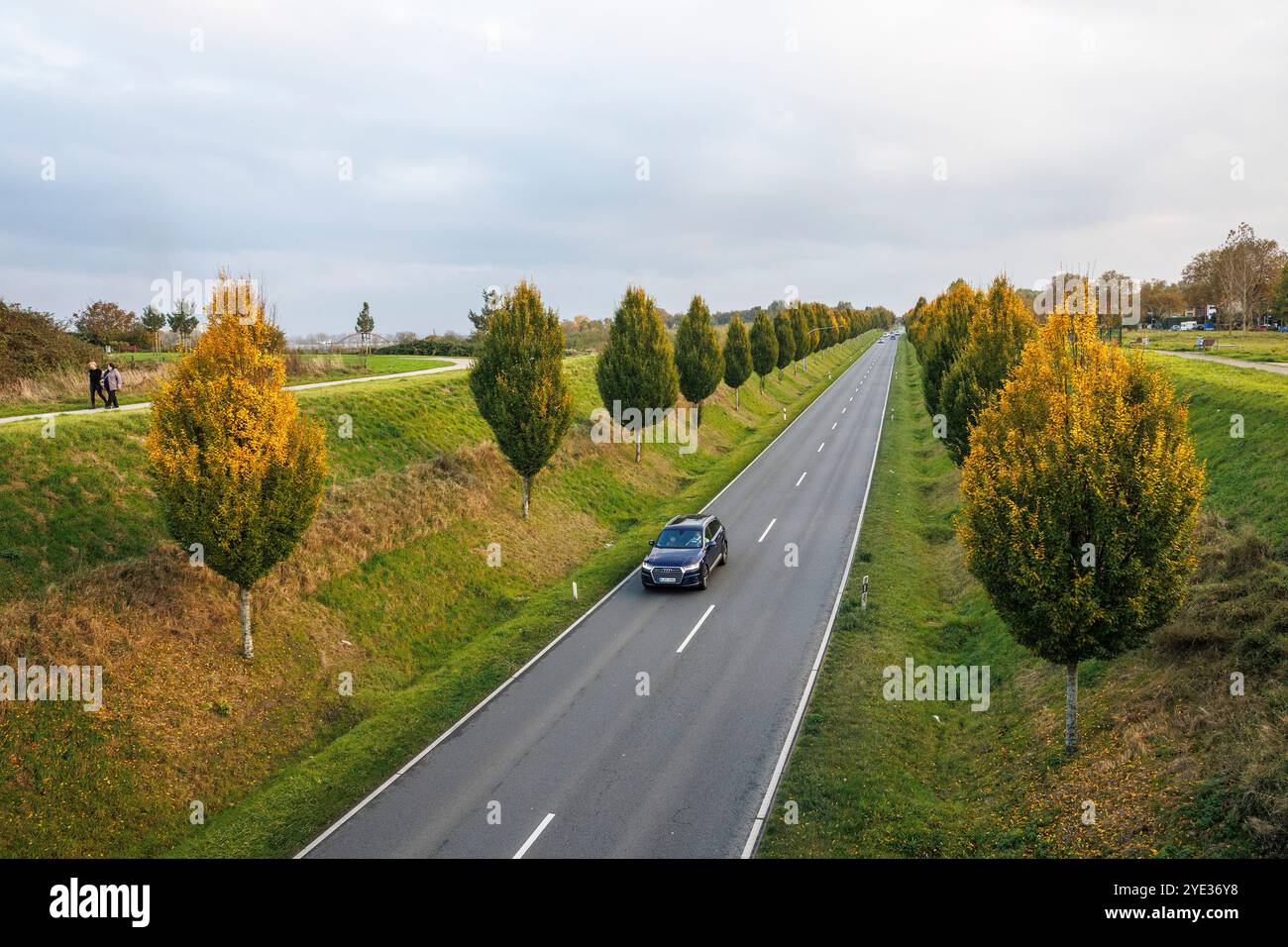 Via Dorstfelder Allee nel distretto di Dorstfeld, viale alberato, autunno, Dortmund, Renania settentrionale-Vestfalia, Germania. Die Dorstfelder Allee im Foto Stock