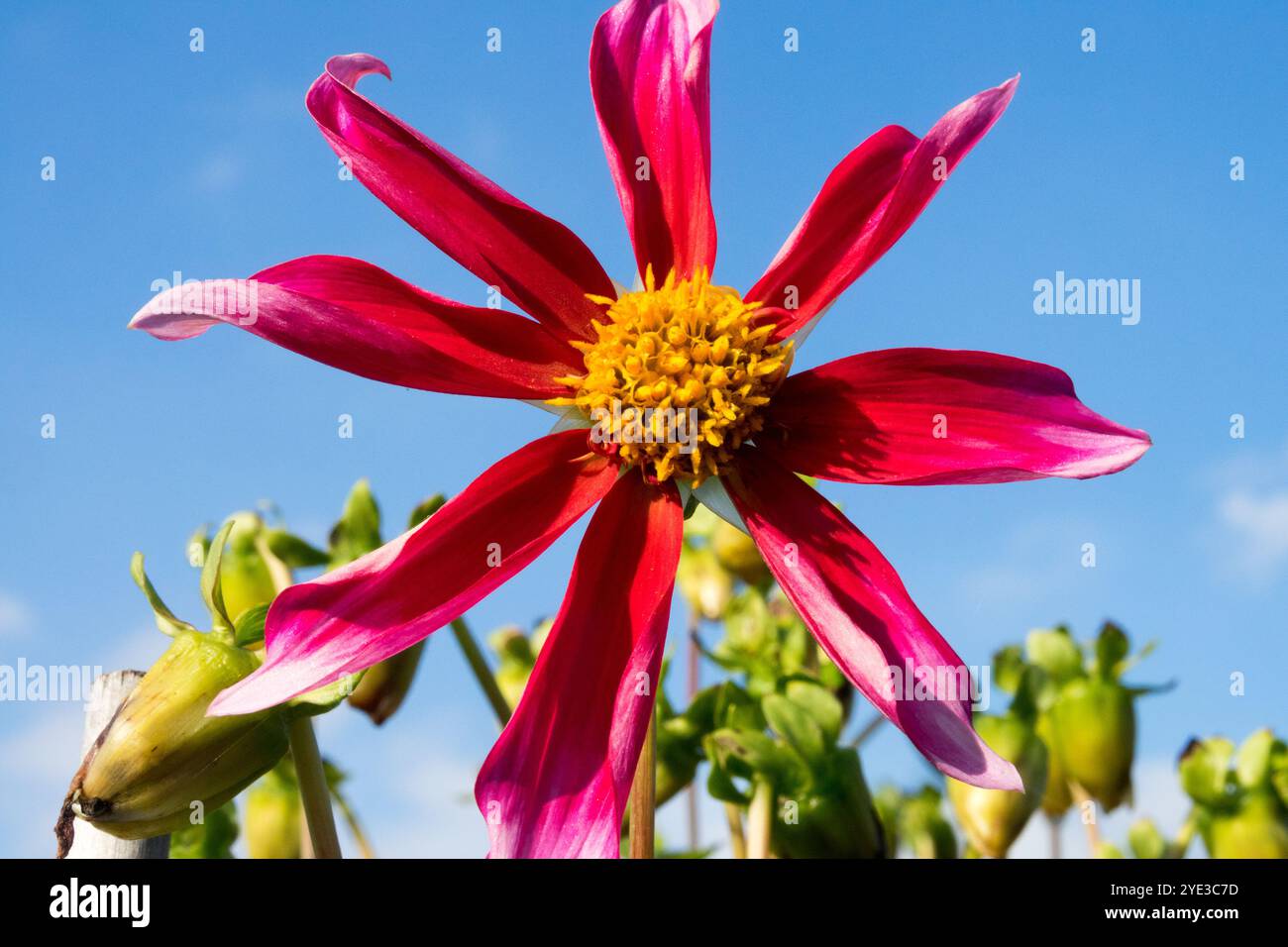 Dahlia 'Honka Rood' Dahlia Star gruppo Flower Foto Stock