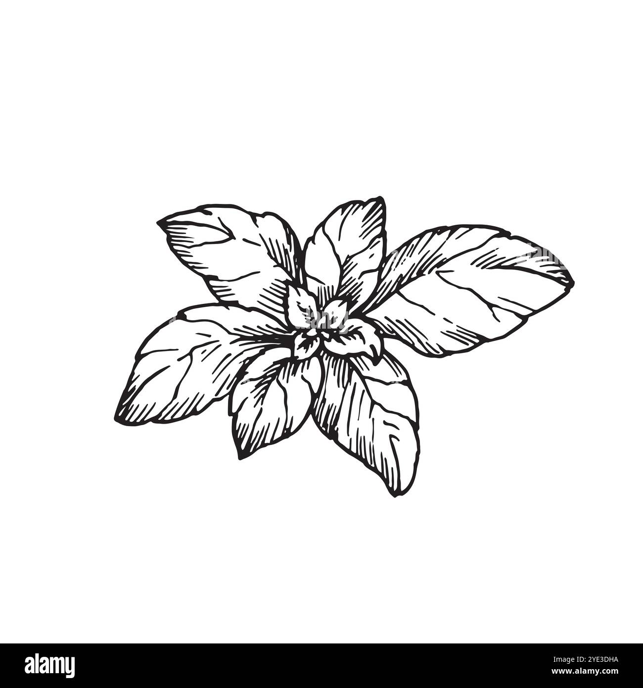 Basil lascia uno schizzo disegnato a mano con inchiostro. Illustrazione vettoriale delle erbe aromatiche. Oggetto isolato Illustrazione Vettoriale