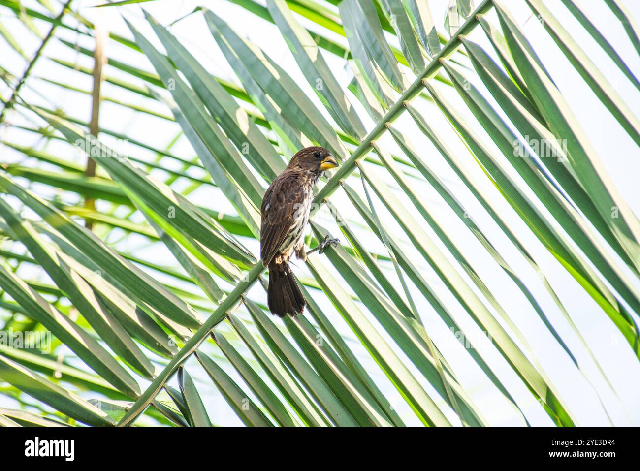 Una TESSITRICE GROSBEAK FEMMINILE ( Amblyospiza albifrons) (tessitrice a becco spesso) a Kasangati - Kampala Uganda Foto Stock