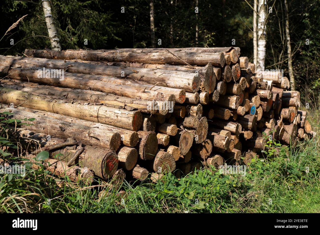 Una pila di tronchi d'albero appena tagliati distesi al petto nella foresta. Concetto di problemi ambientali in natura Foto Stock