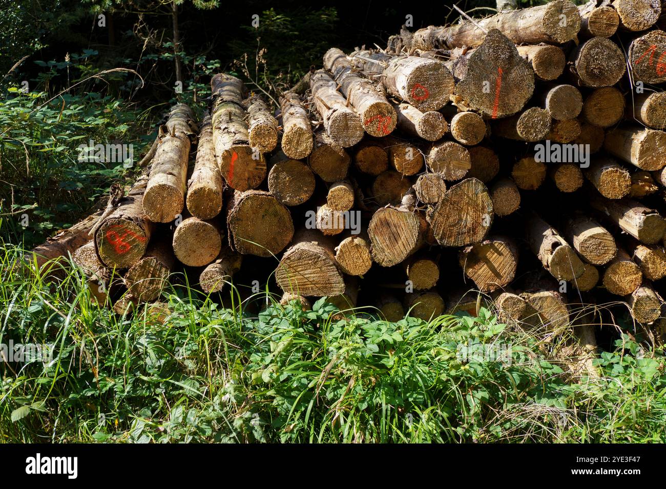 Una pila di tronchi d'albero appena tagliati distesi al petto nella foresta. Concetto di problemi ambientali in natura Foto Stock
