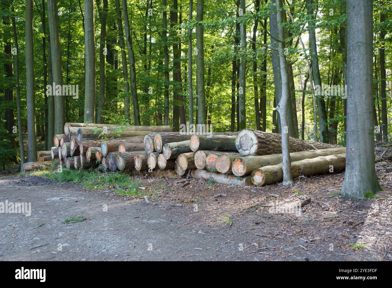 Una pila di tronchi d'albero appena tagliati distesi al petto nella foresta. Concetto di problemi ambientali in natura Foto Stock
