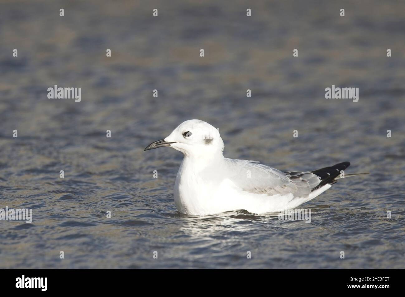 Bonaparte's Gull (Chroicocephalus philadelphia) una rarità britannica dal Nord America a Marazion, Cornovaglia, Regno Unito. Foto Stock