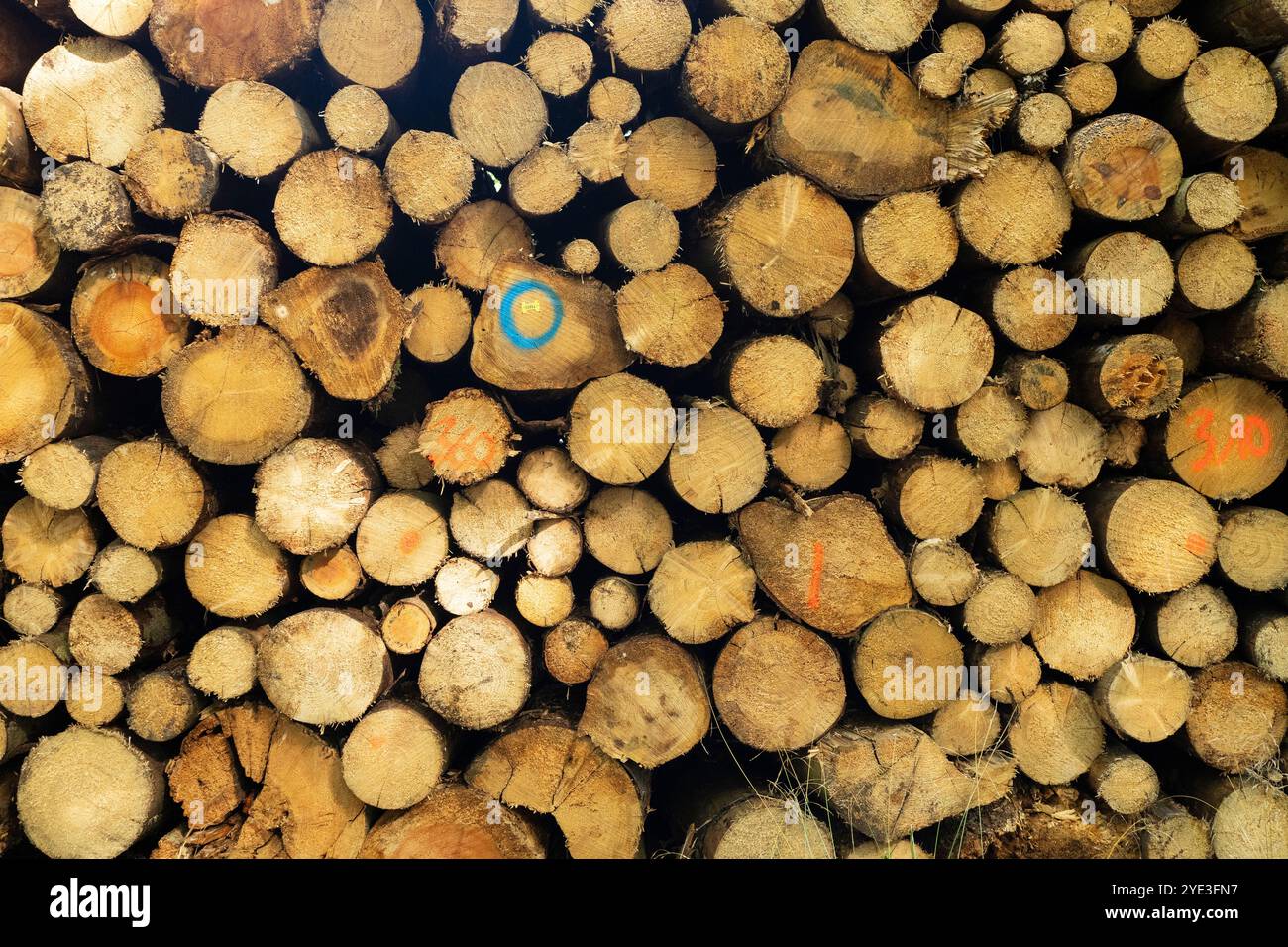 Una pila di tronchi d'albero appena tagliati distesi al petto nella foresta. Concetto di problemi ambientali in natura Foto Stock
