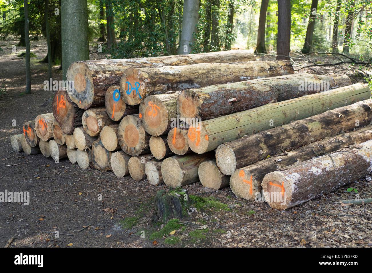 Una pila di tronchi d'albero appena tagliati distesi al petto nella foresta. Concetto di problemi ambientali in natura Foto Stock