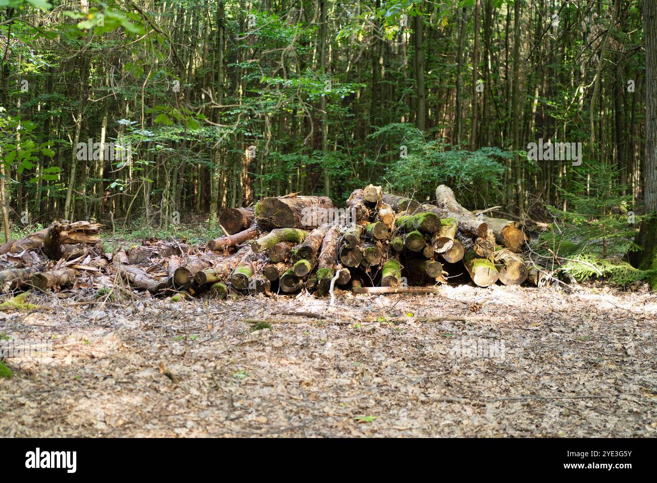 Una pila di tronchi d'albero appena tagliati distesi al petto nella foresta. Concetto di problemi ambientali in natura Foto Stock
