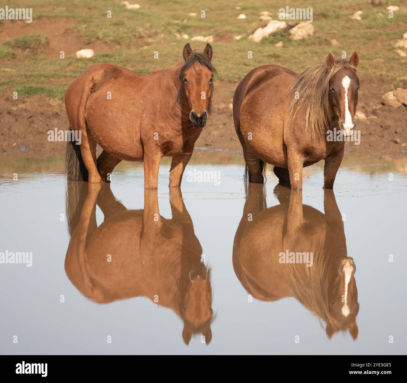 Cavalli selvaggi Foto Stock