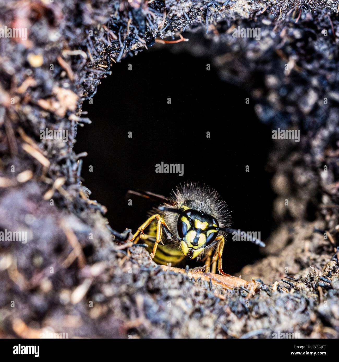 WASP che emerge dal nido sotterraneo. Foto Stock