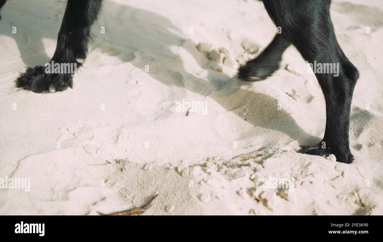 Un giocoso cane nero esplora la spiaggia sabbiosa, scavando e annusando la sabbia. Ideale per video di divertimento all'aperto e avventure con animali domestici. Foto Stock