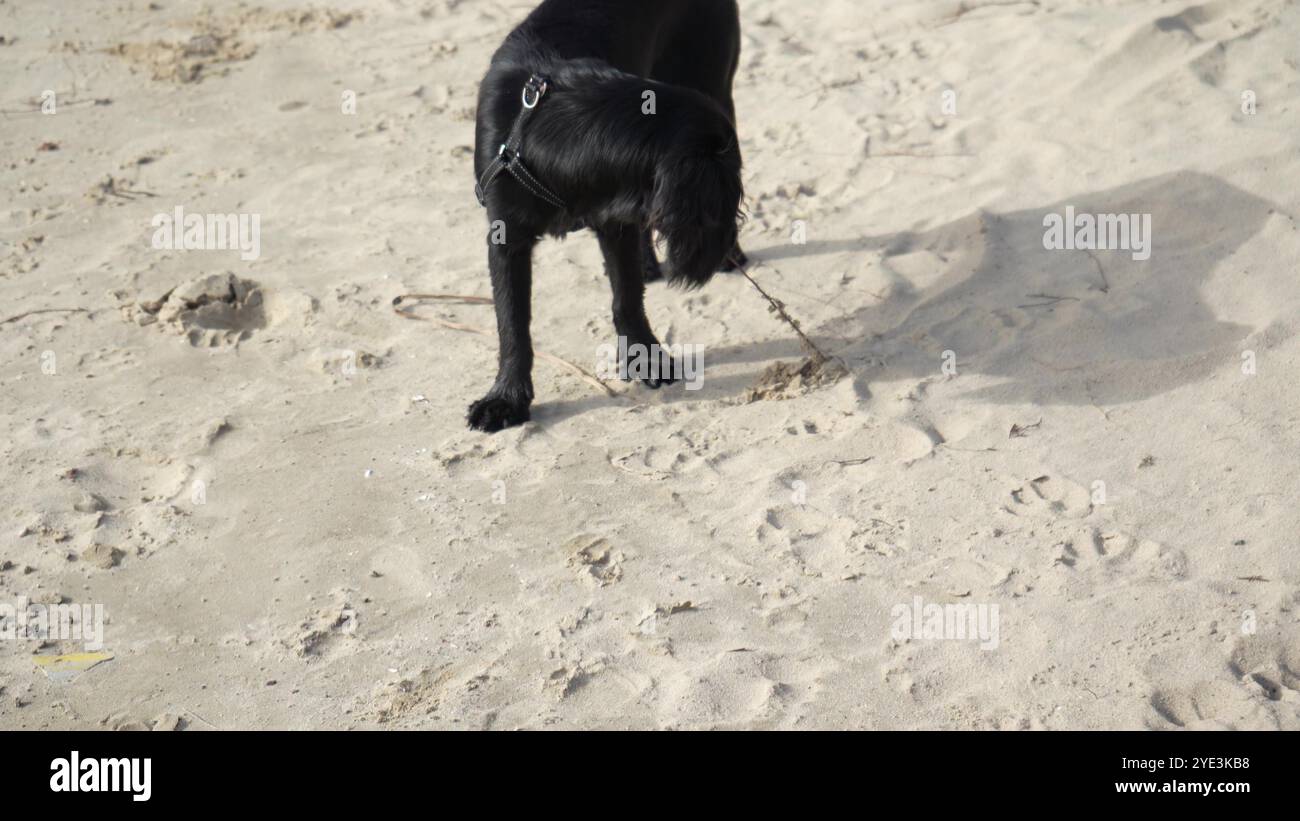 Un giocoso cane nero esplora la spiaggia sabbiosa, scavando e annusando la sabbia. Ideale per video di divertimento all'aperto e avventure con animali domestici. Foto Stock