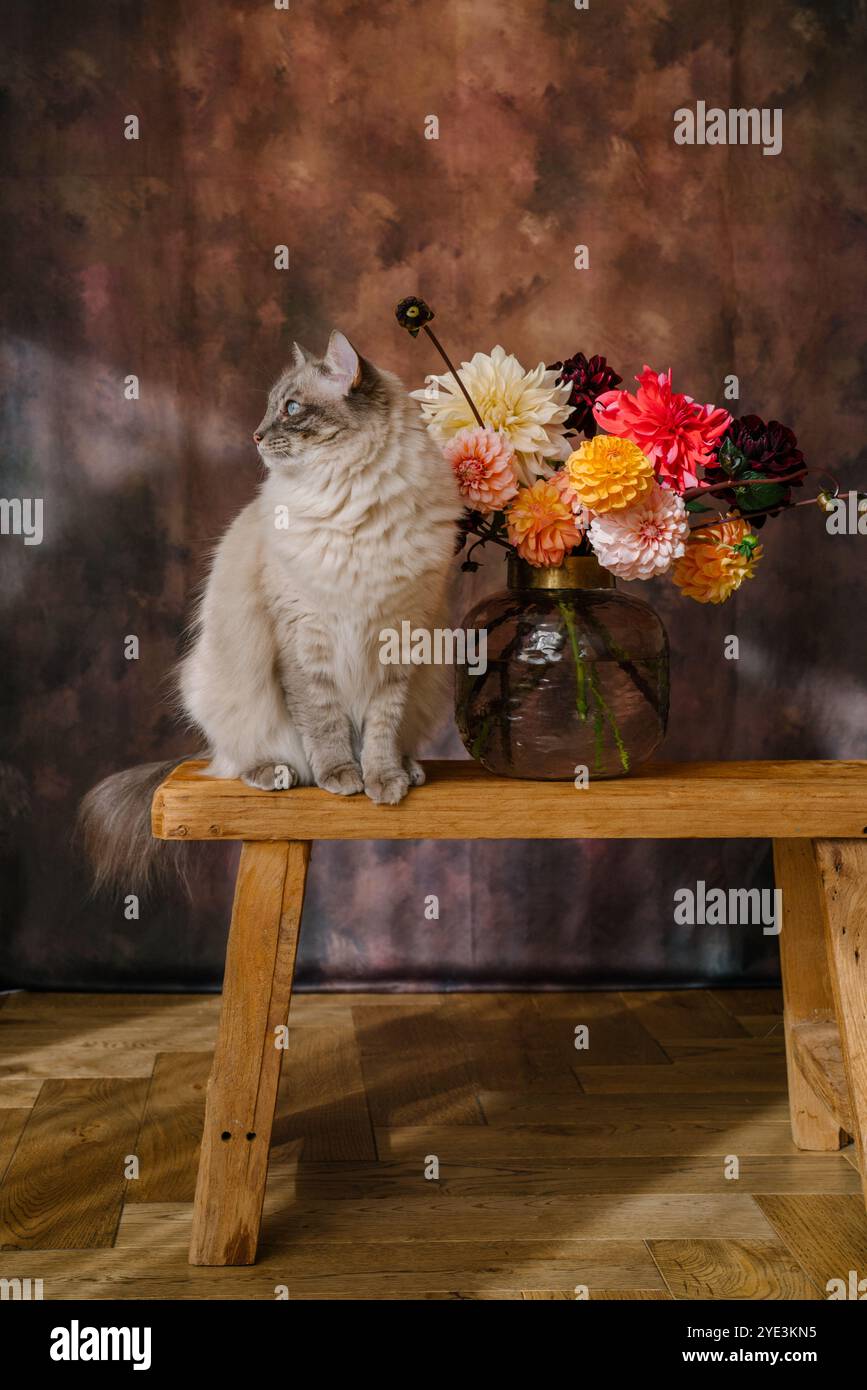 Grande bouquet di fiori autunnali dahlias e asters in tonalità arancio, Bordeaux, bianco e giallo in un vaso in piedi su una panchina di legno e un soffice bianco Foto Stock