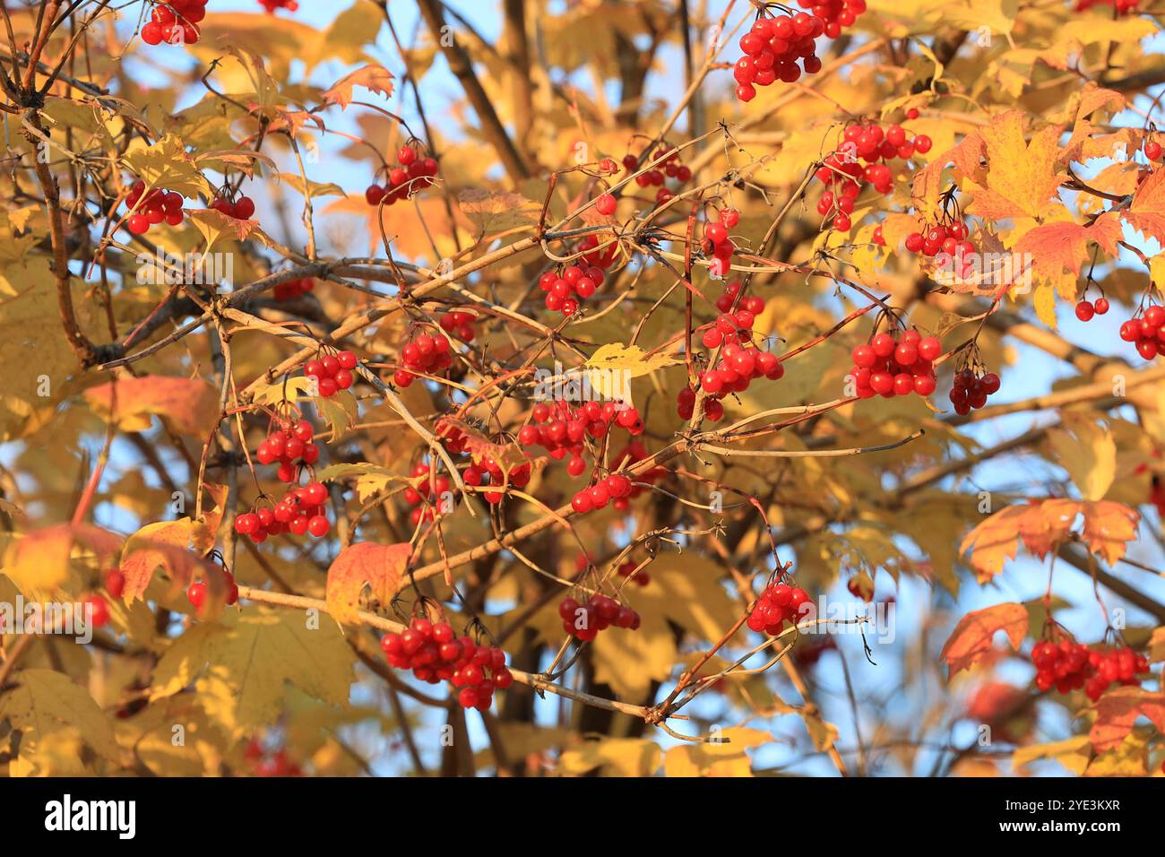 Molte bacche di viburnum mature e foglie gialle in estate indiana Foto Stock