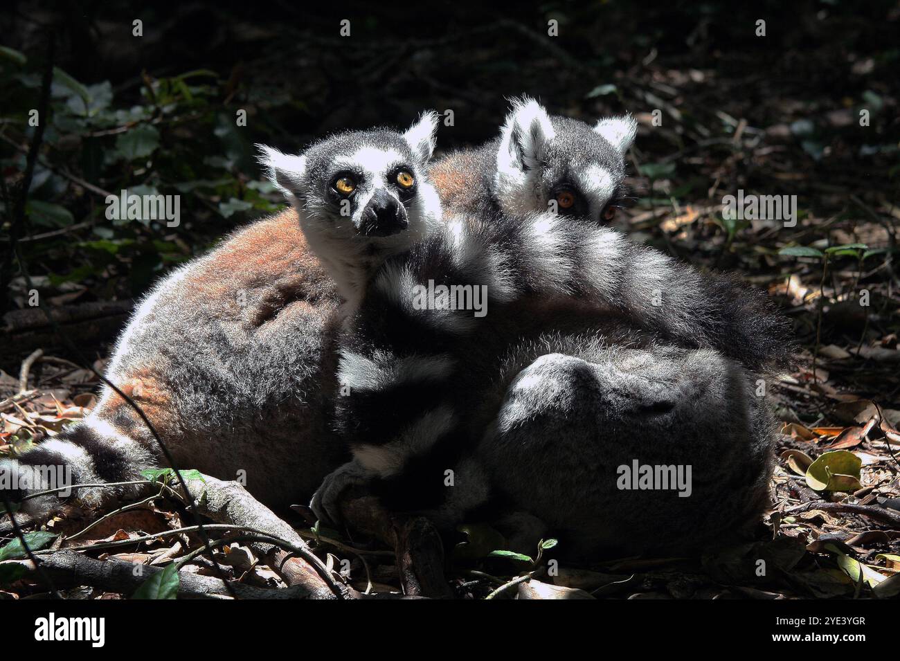 Due lemuri che condividono il cibo in una foresta in Sud Africa Foto Stock