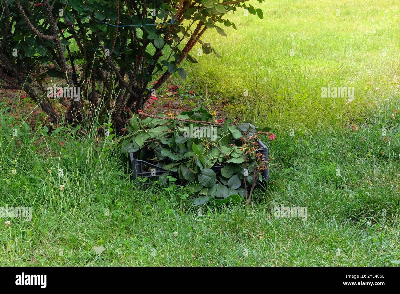 Mucchio di rami tagliati. Potare cespugli di rose nel giardino di campagna. Giardinaggio e architettura paesaggistica. Giornata di sole. Foto Stock