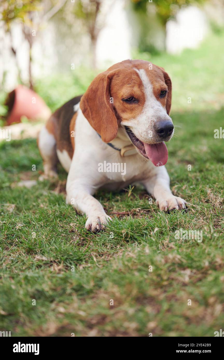 Bel ritratto di cane beagle steso sull'erba verde Foto Stock
