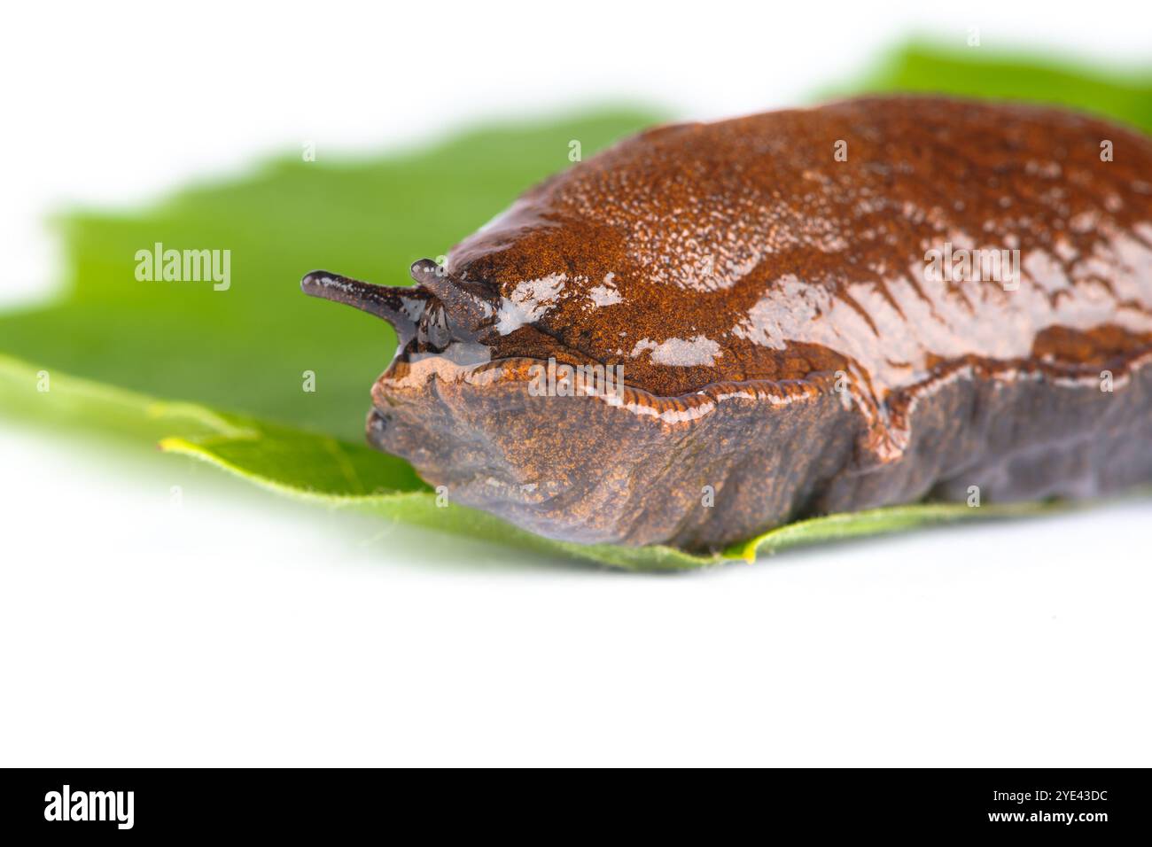 Primo piano della lumaca spagnola Arion vulgaris lusitanicus. Grande chiocciola marrone su sfondo bianco macro shot a foglia verde Foto Stock