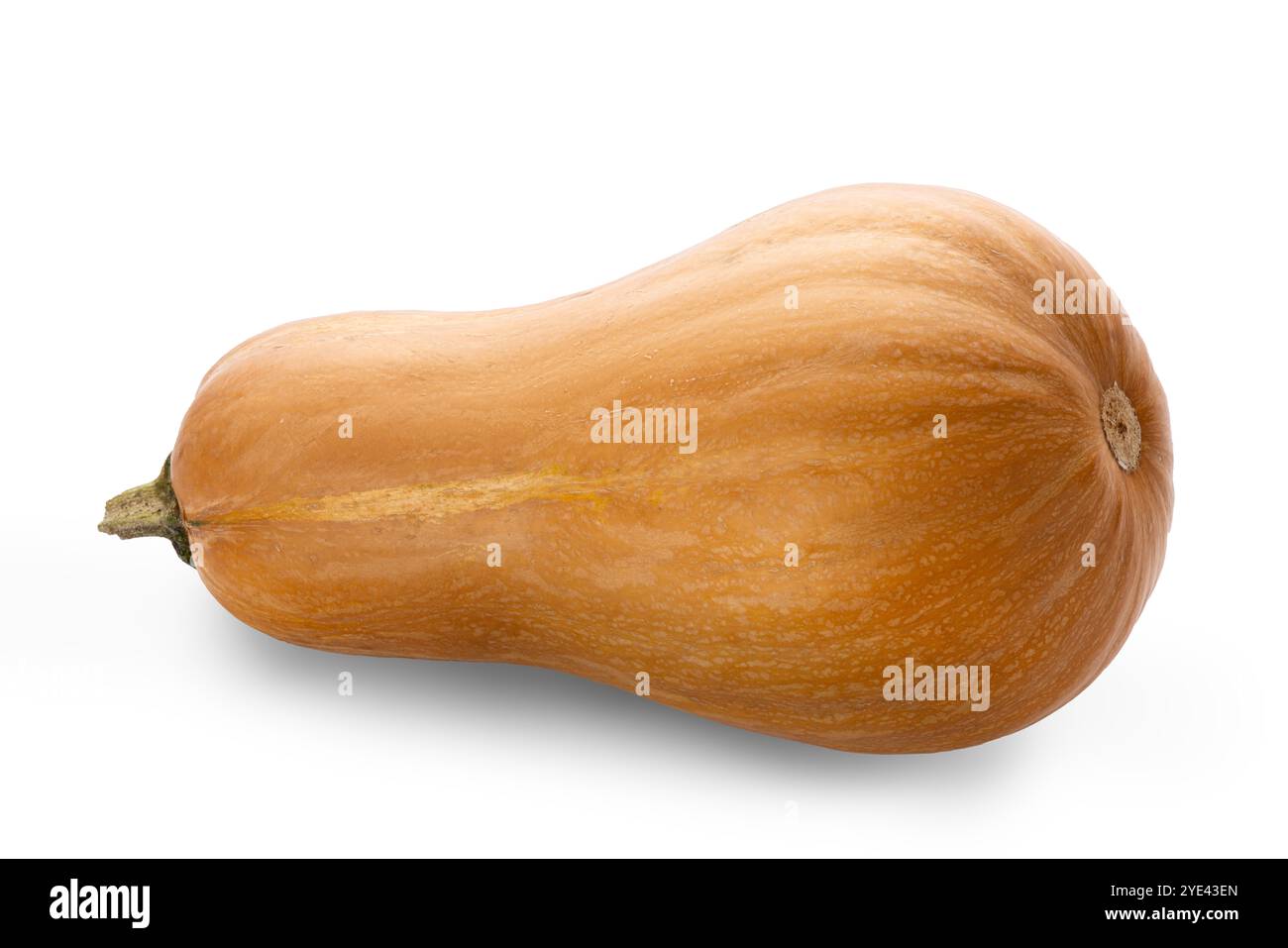 Zucca isolata su sfondo bianco, concetto per il Ringraziamento autunnale e halloween Foto Stock