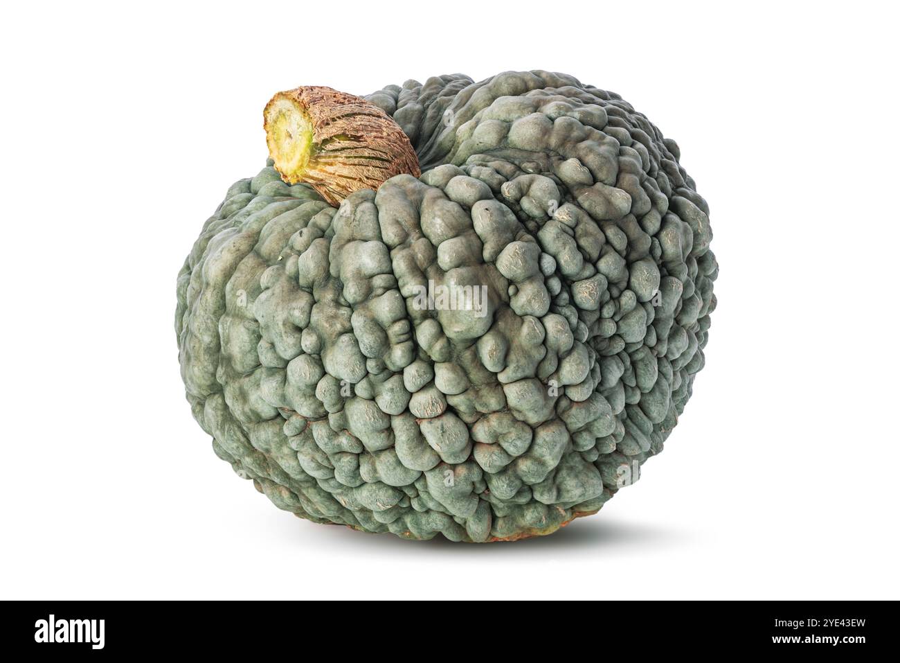 Zucca isolata su sfondo bianco, concetto per il Ringraziamento autunnale e halloween Foto Stock