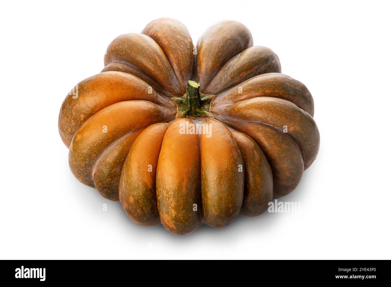 Zucca isolata su sfondo bianco, concetto per il Ringraziamento autunnale e halloween Foto Stock