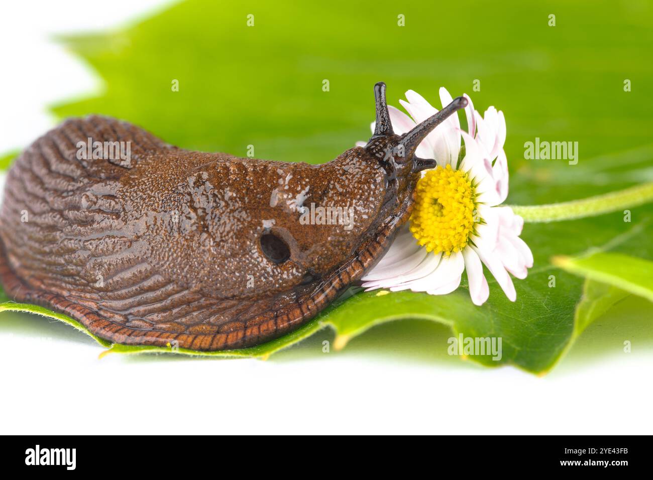 Primo piano della lumaca spagnola Arion vulgaris lusitanicus. Grande chiocciola marrone su fondo bianco macro shot verde giallo vegetale Foto Stock