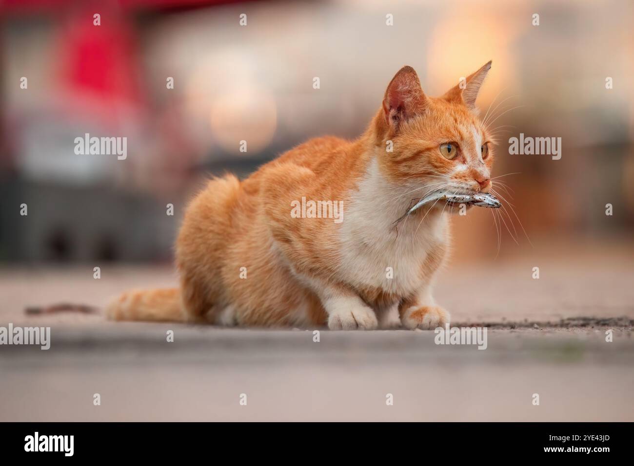 Ritratto di un gatto di strada con un piccolo pesce in bocca su un molo di pesca Foto Stock