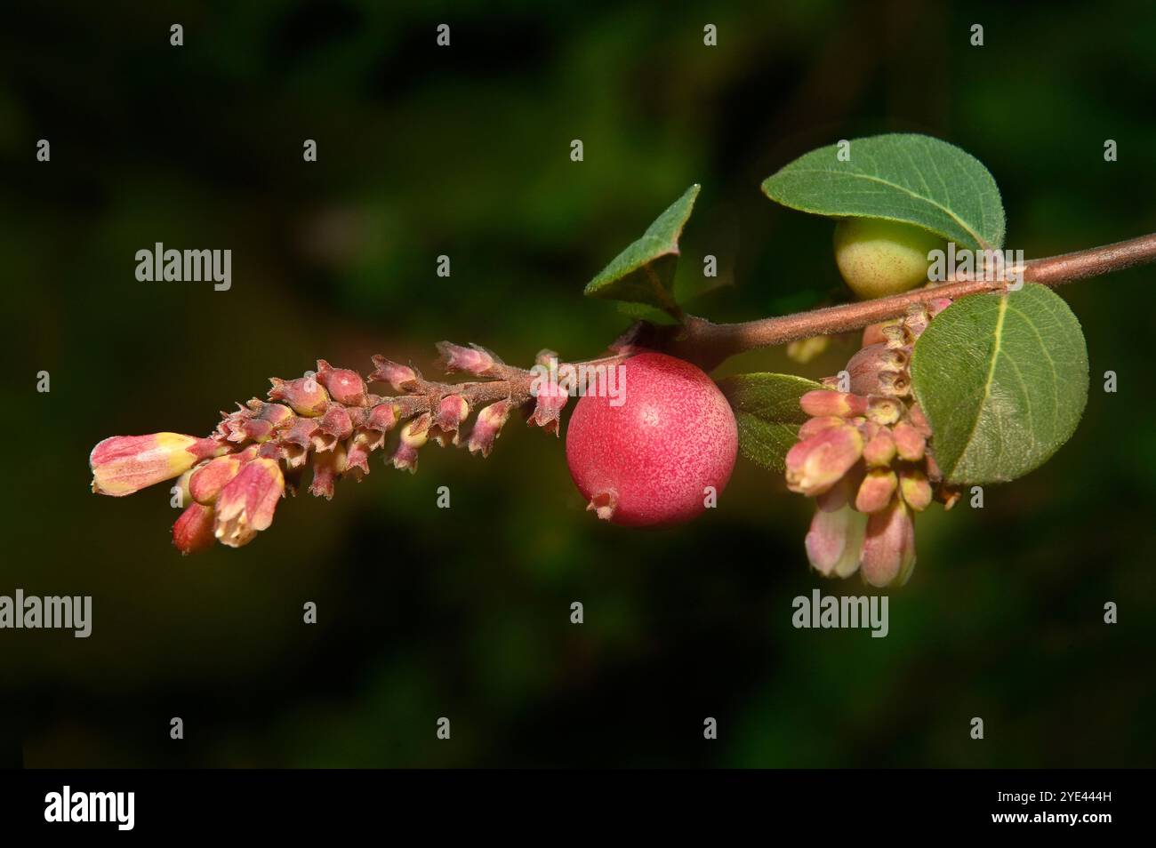 Gambo di coralbergia comune, Symphoricarpos orbiculatus, con foglie, boccioli, fiori e bacche sviluppate. Primo piano, ben concentrato con sfondo scuro. Foto Stock