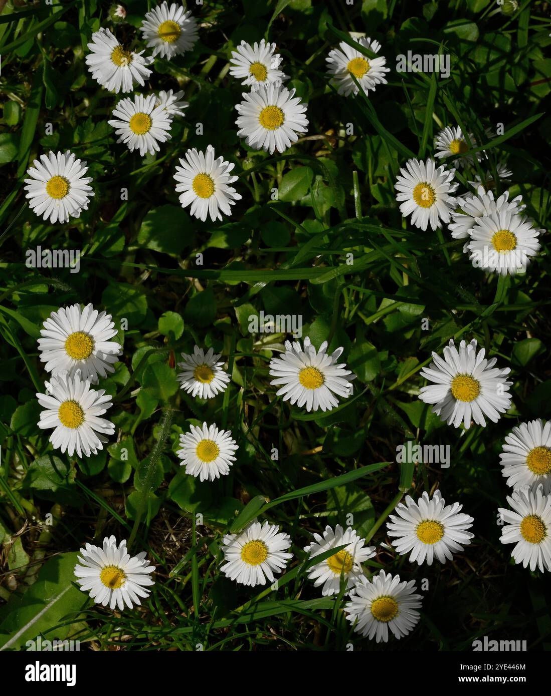 Un sacco di margherita comune ben focalizzata, Bellis perennis, che coprono un prato locale. Buon contrasto dei colori e ottima messa a fuoco. Foto Stock