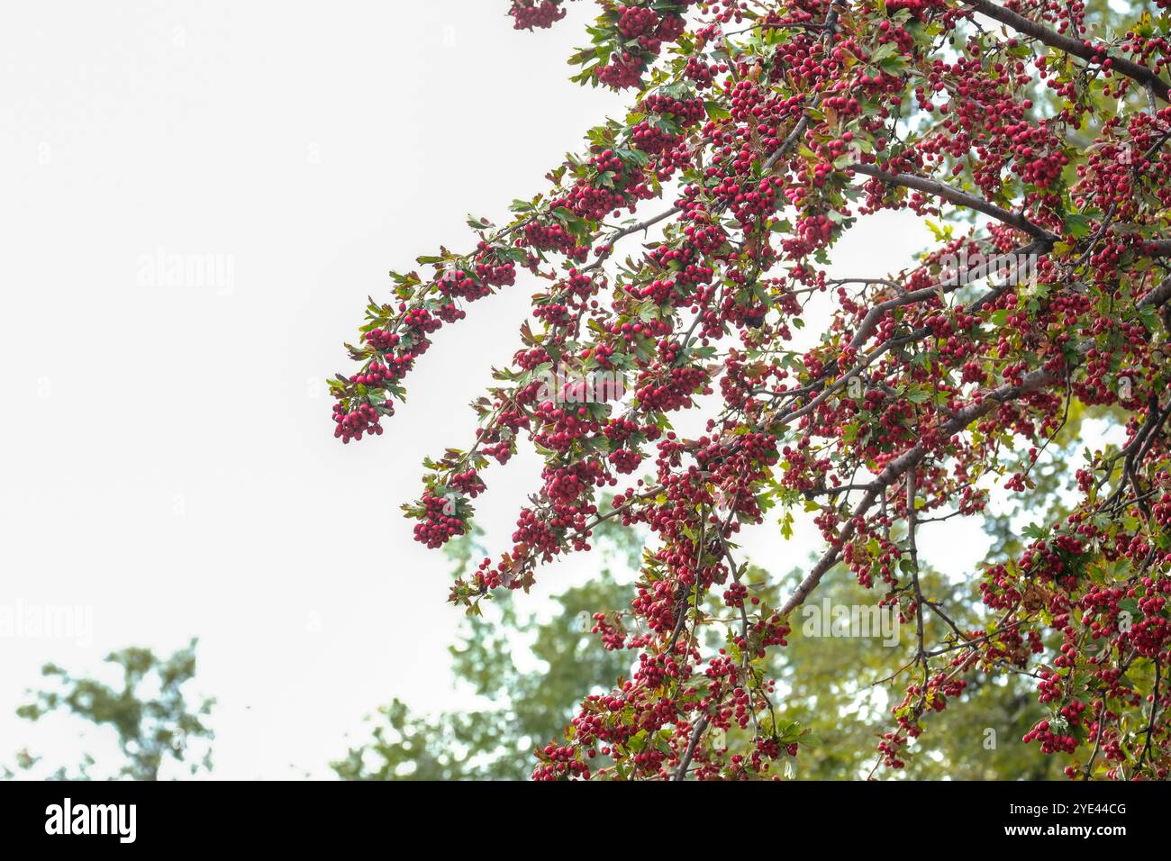 Questa immagine mostra una vista ravvicinata di frutti di bosco rossi brillanti che sono splendidamente raggruppati sui rami degli alberi, creando un contrasto sorprendente e vibrante con lo sfondo morbido e sfocato dell'ambiente Foto Stock