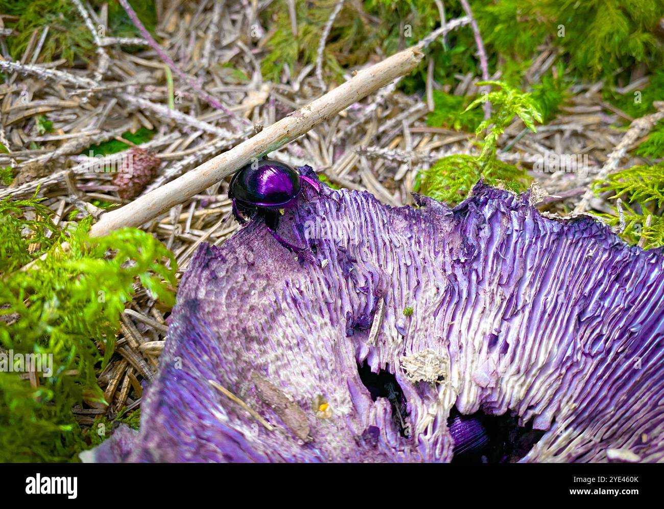 Scarabeo piccolo primo piano viola viola Foto Stock