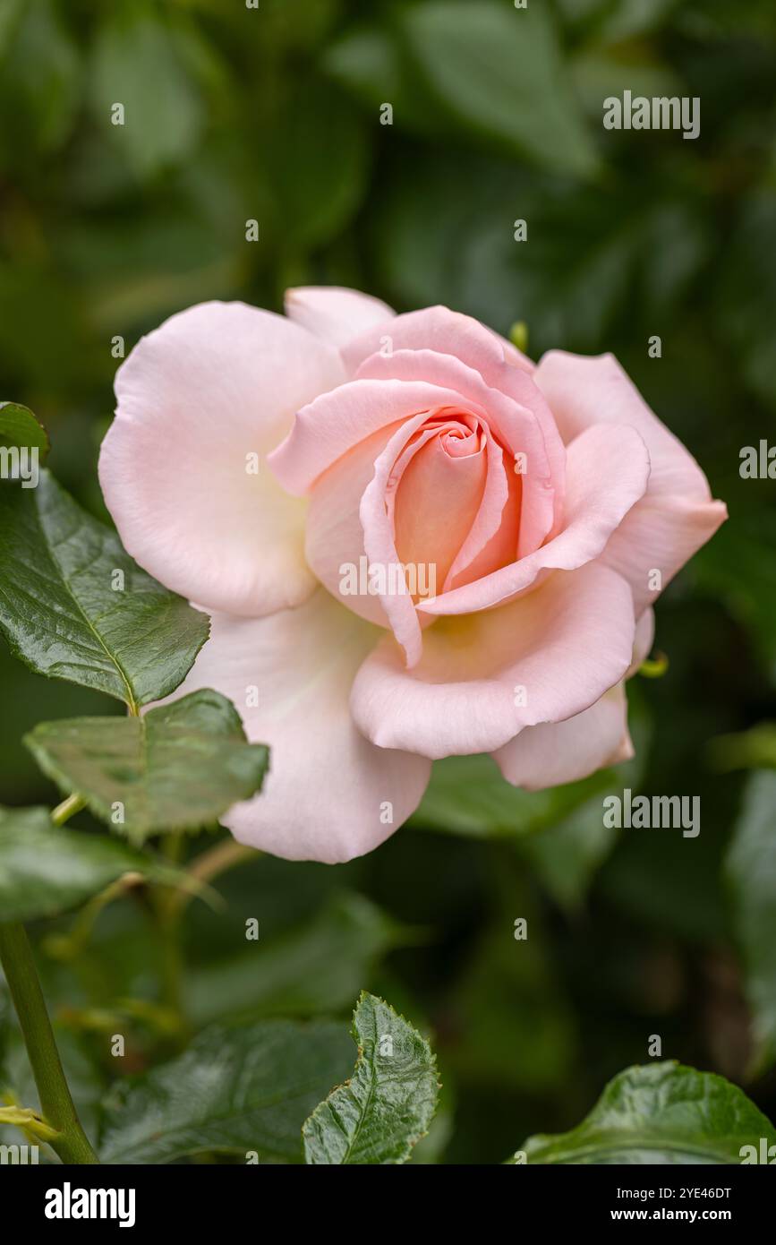 Primo piano di un singolo bellissimo bocciolo di rosa pallido che fiorì a giugno in un giardino estivo inglese, Inghilterra, Regno Unito Foto Stock