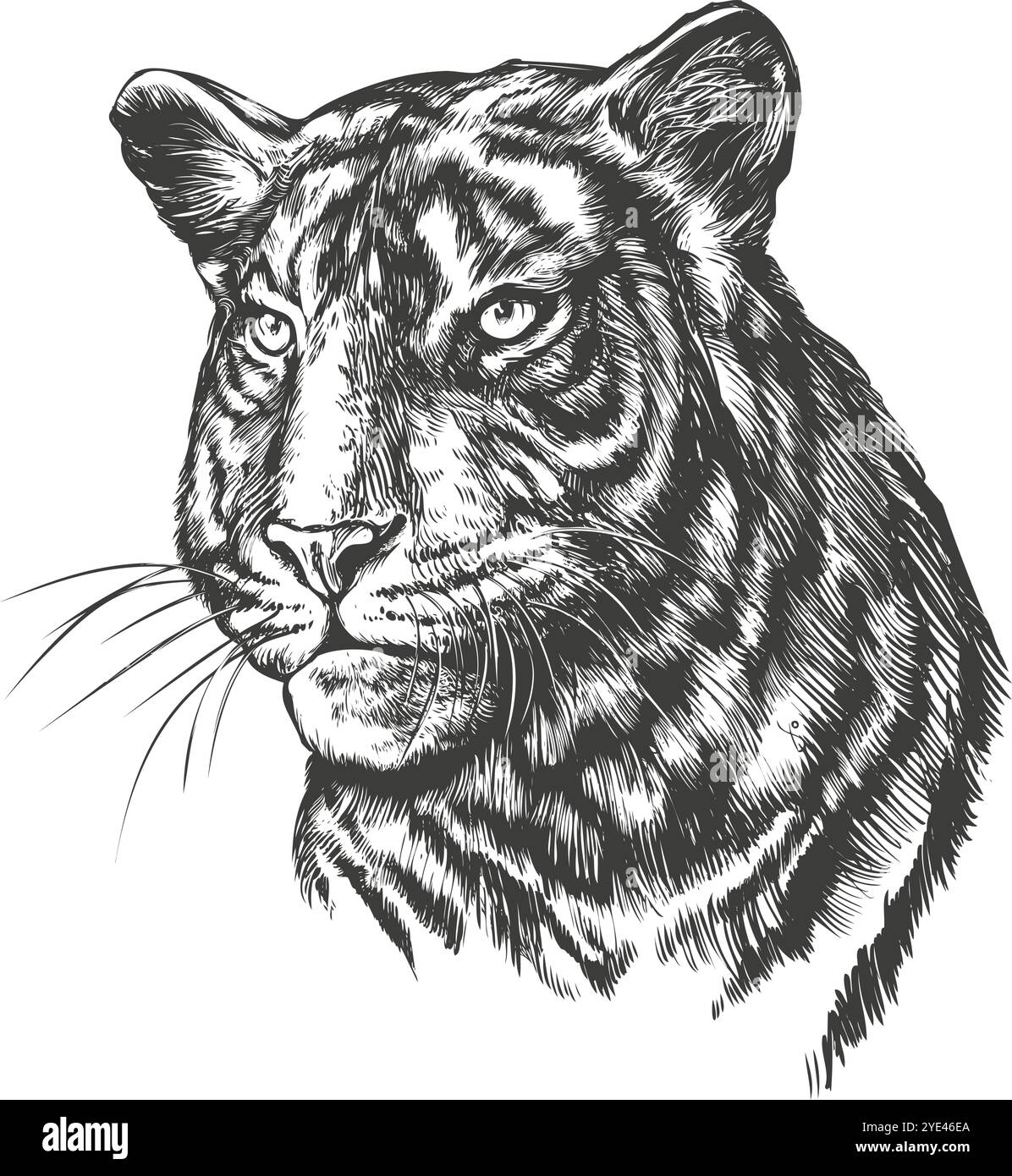 tigre animale, un grande gatto predatore, , illustrazione vettoriale disegnata a mano schizzo realistico Illustrazione Vettoriale