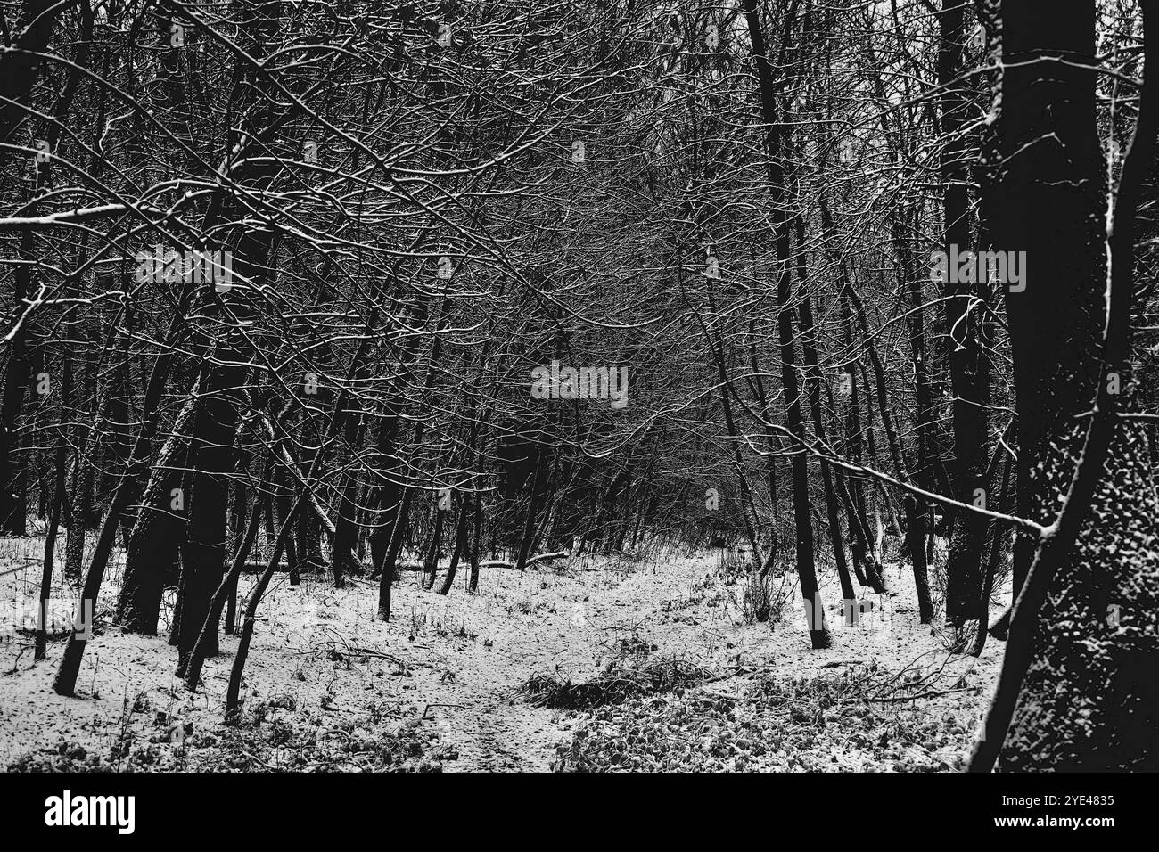 Strada nell'oscura foresta fantasy, nei suggestivi boschi Black Metal, nella foresta nebbiosa dark spettrale, atmosfera horror Foto Stock