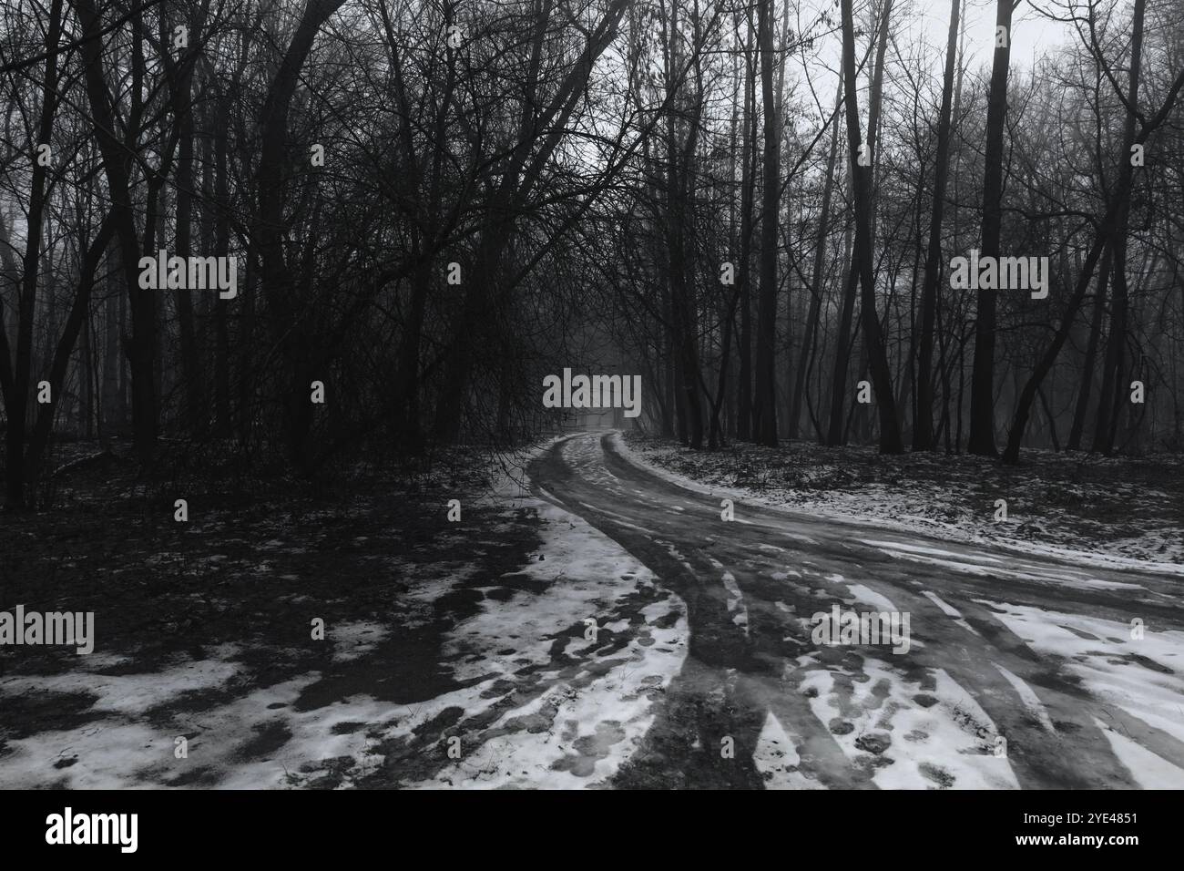 Suggestiva foresta Black Metal, foresta nebbiosa, oscura e spettrale, atmosfera dark horror, atmosfera surrealistica Foto Stock
