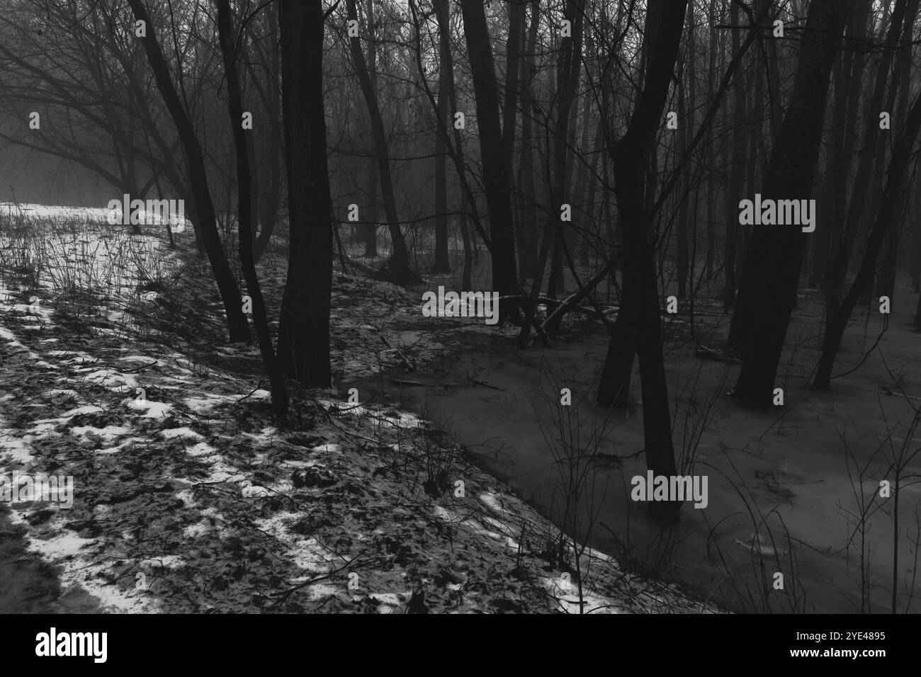 Suggestiva foresta Black Metal, foresta nebbiosa, oscura e spettrale, atmosfera dark horror, atmosfera surrealistica Foto Stock