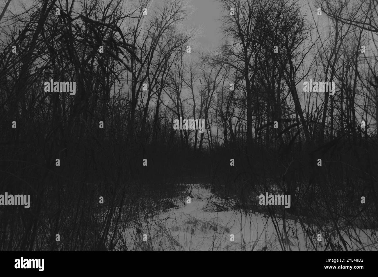 Strada nell'oscura foresta fantasy, nei suggestivi boschi Black Metal, nella foresta nebbiosa dark spettrale, atmosfera horror Foto Stock