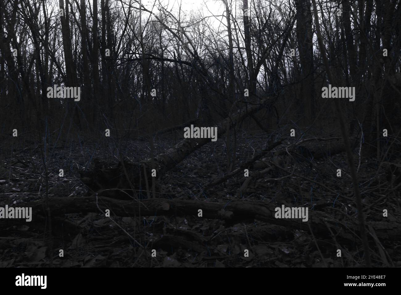 Albero caduto nell'oscurità, suggestiva foresta Black Metal, foresta oscura e spettrale, atmosfera horror Foto Stock