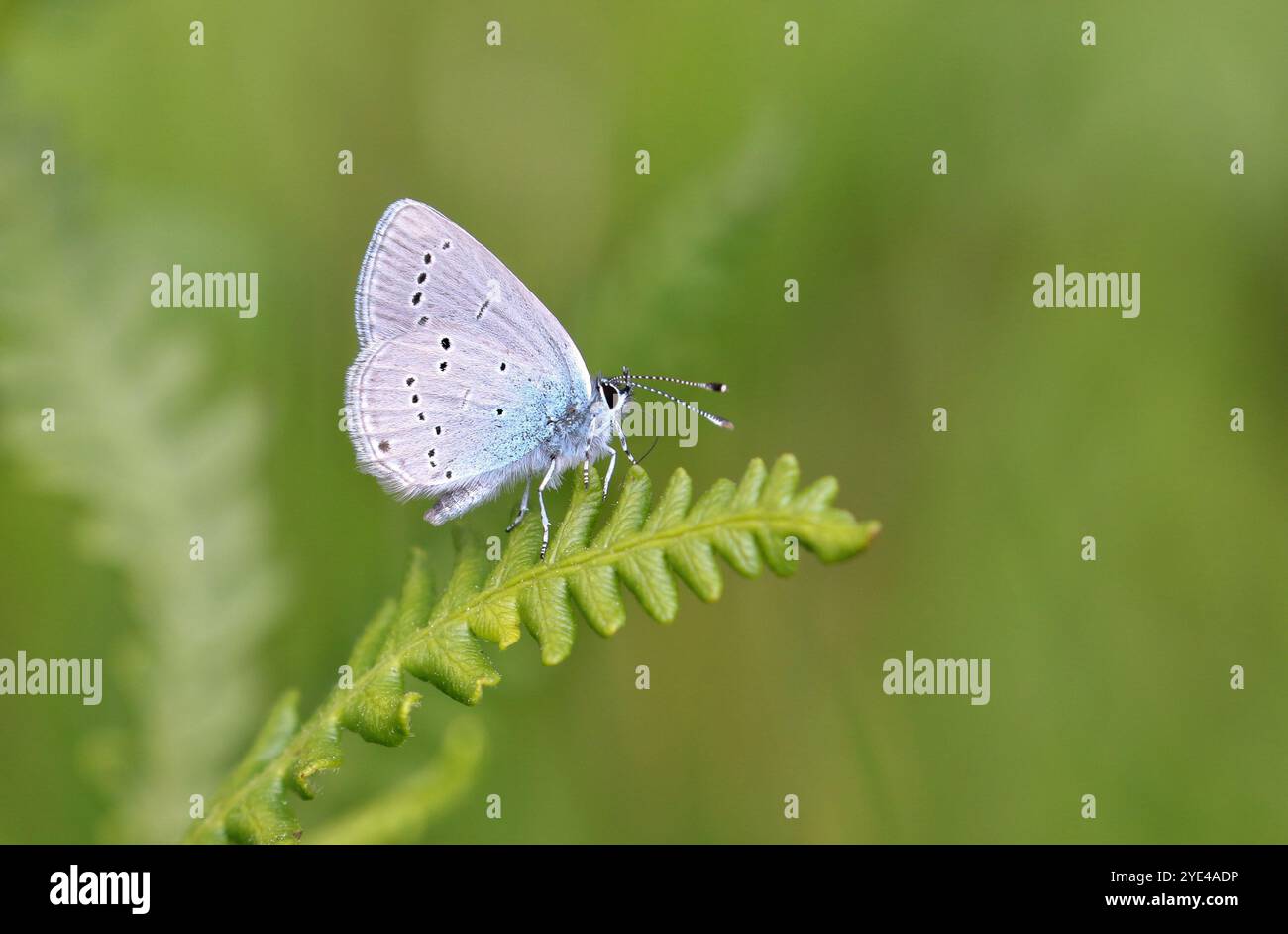 Piccola farfalla Blu maschio che riposa su Bracken - Cupido minimus Foto Stock