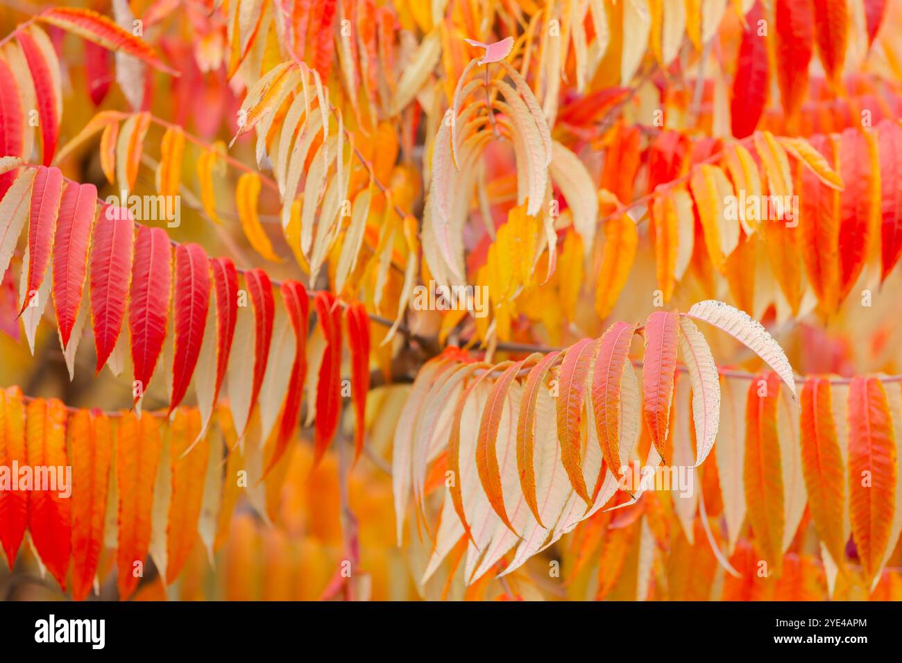 Sumach è soffice. Aceto. Foglie autunnali brillanti dai colori caldi. Primo piano di foglie autunnali rosse, arancioni e gialle su un ramo Foto Stock