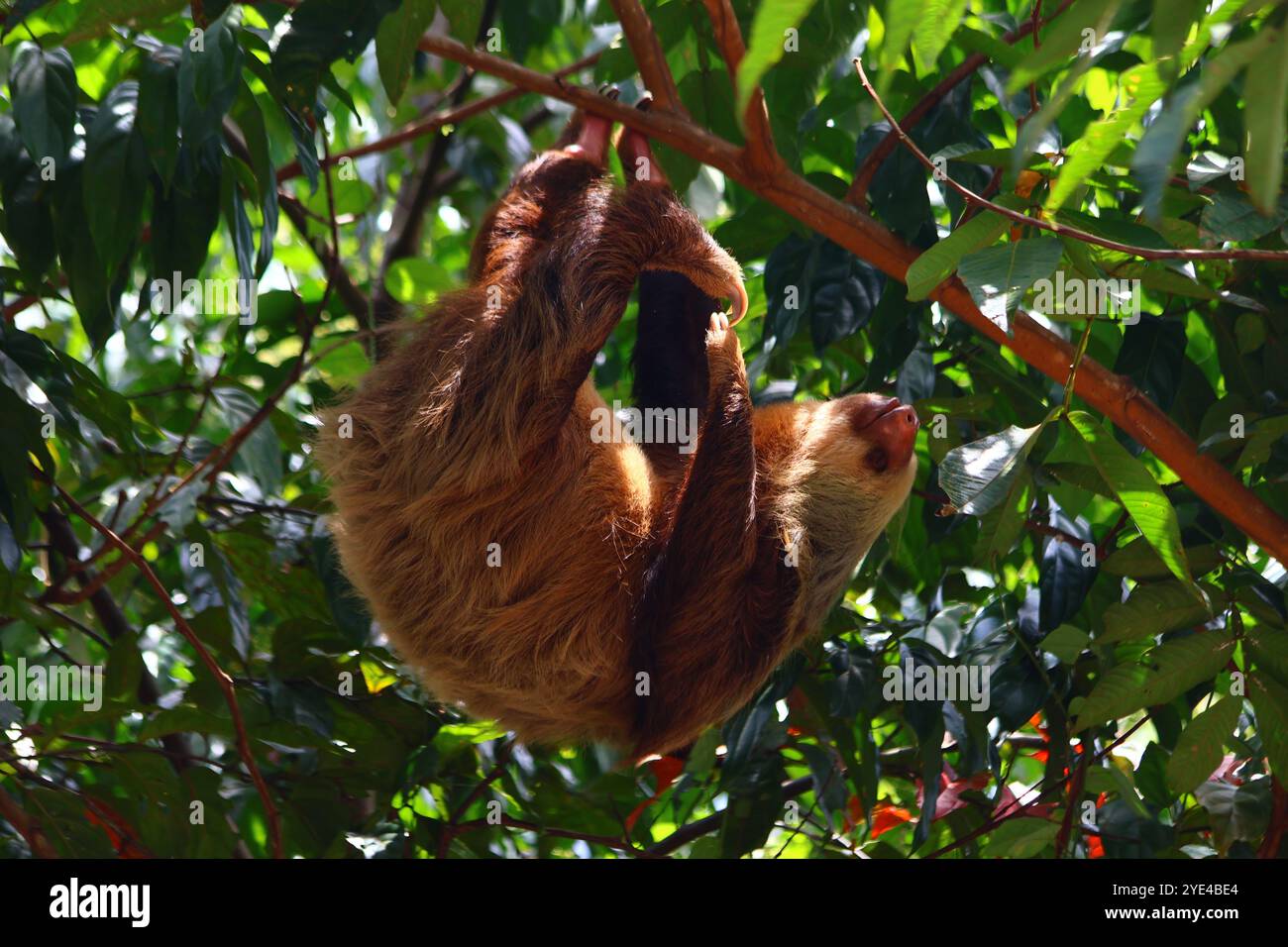 Bradipo arroccato su un albero al contrario in Costa Rica Foto Stock