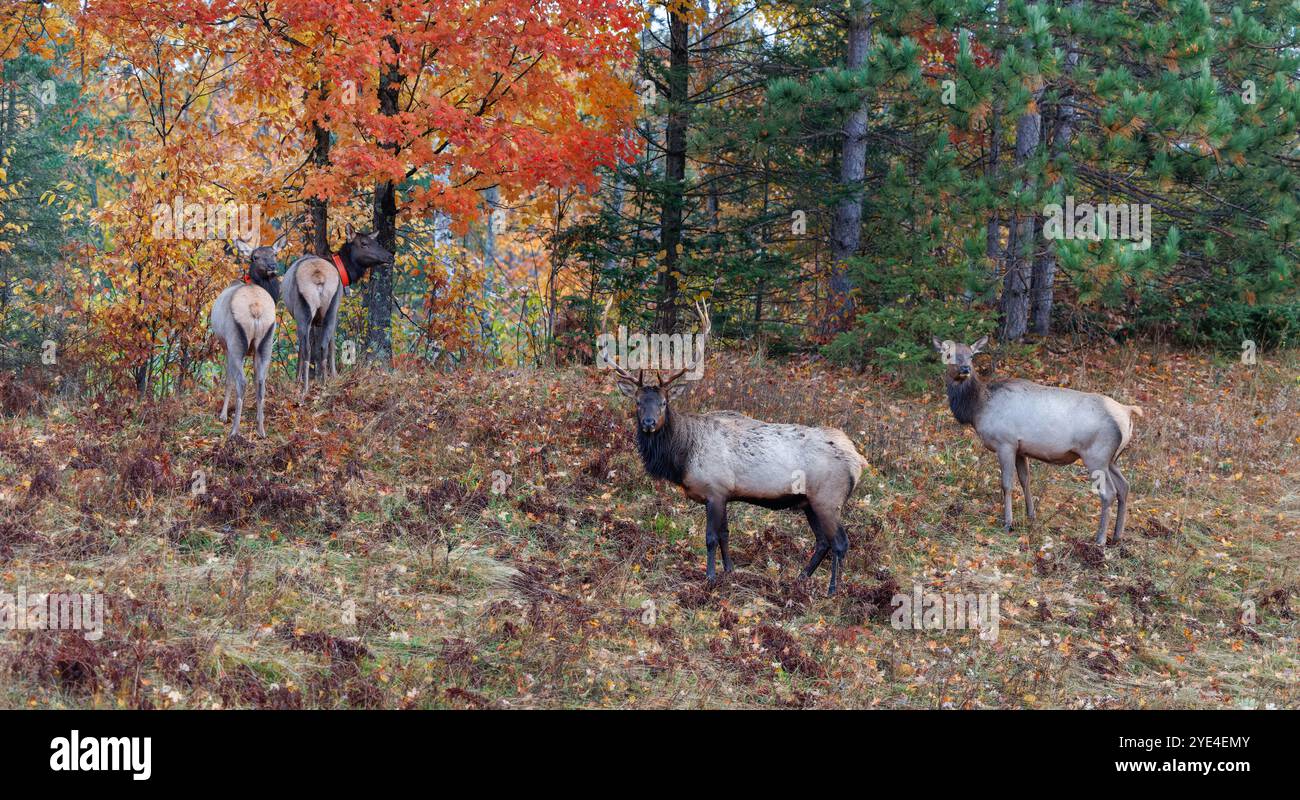 Alce di toro durante il rut a Clam Lake, Wisconsin. Foto Stock