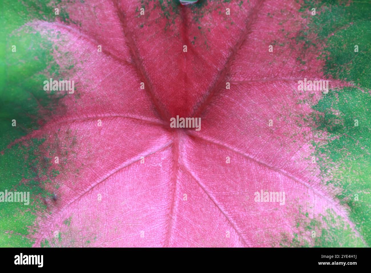 Foto macro di una foglia di caladio rosa, che mostra motivi e texture intricati della natura. Foto Stock