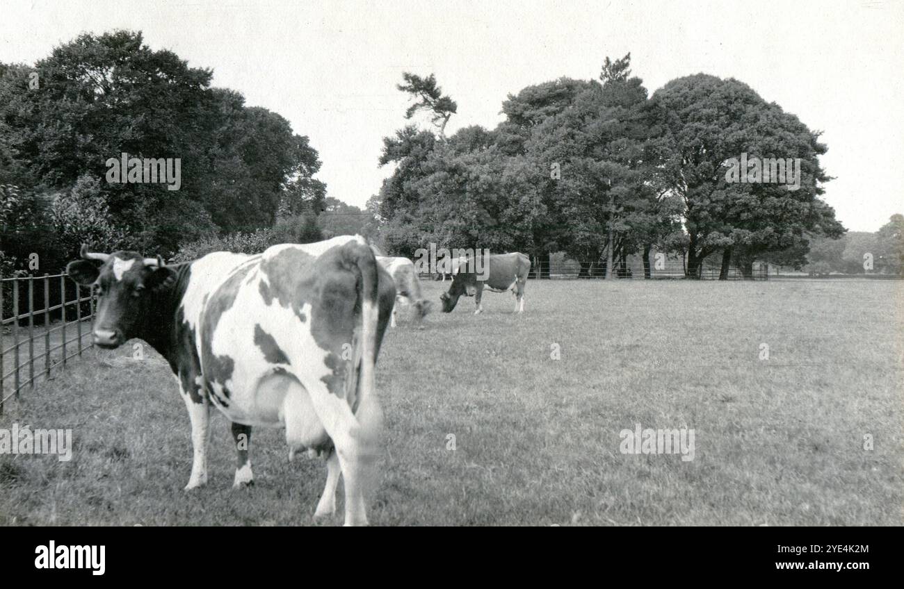 West Sussex, Inghilterra. c.1913 - Un campo con mucche a Ferring, un villaggio costiero nel West Sussex. È probabile che sia associato al caseificio appartenente alla famiglia Henty, proprietaria di Ferring Grange. Questa tenuta era la casa di Edwin Henty, J. P, D.L., F.S.A. (1844 – 1916), che aveva servito come High Sheriff del Sussex. Foto Stock